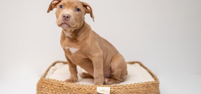 Sådan Vælger Du Den Perfekte Hundeseng til Din Firbenede Ven Sådan Vælger Du Den Perfekte Hundeseng til Din Firbenede Ven