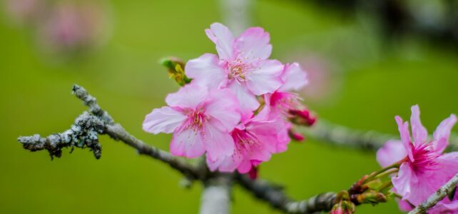 Gratis gruppeterapi naturligt Gratis gruppeterapi naturligt
